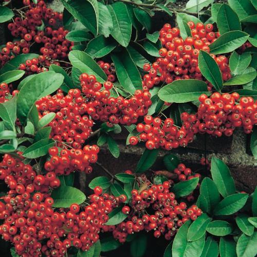 Pyracantha ’Mohave’ (k2, Konténeres)