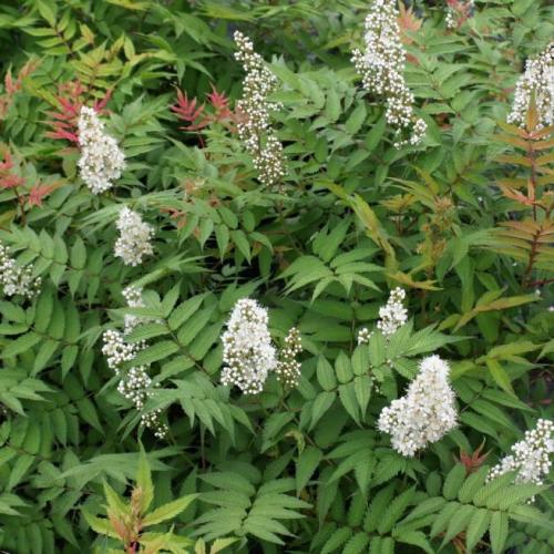 Sorbaria sorbifolia - Tollas gyöngyvessző