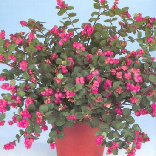 Symphoricarpos x doorenbosii 'Magic Purple' (k2, Konténeres)