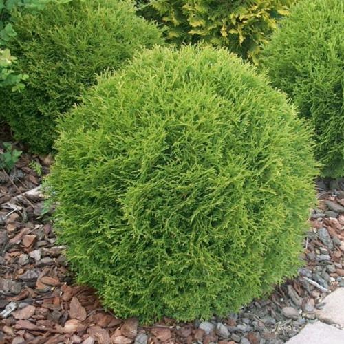 Thuja occidentalis 'Danica' - Törpe gömbtuja