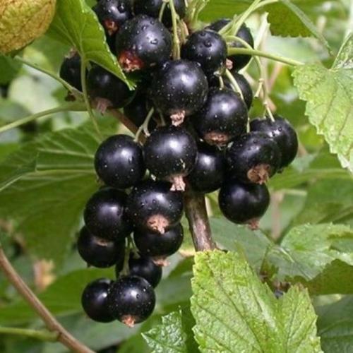 Ribes nigrum 'Titania' - Fekete ribiszke