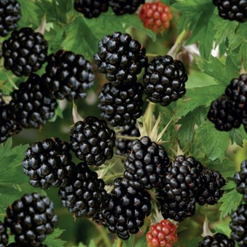 Rubus fruticosus 'Thornless Evergreen'  - Szeder (tüskementes)