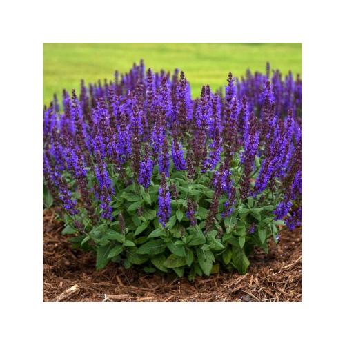 Salvia nemorosa 'Senzation Compact Deep Blue' - Ligeti zsálya