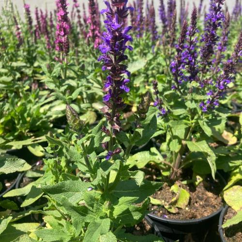 Salvia nemorosa 'Synchro Blue' - Ligeti zsálya