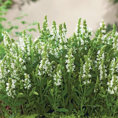 Salvia nemorosa 'Synchro White' - Ligeti zsálya