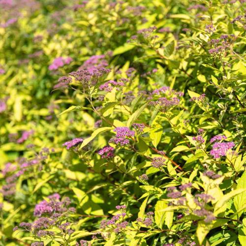 Spiraea japonica 'Gold Mound' - Japán gyöngyvessző