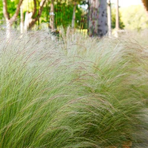 Stipa tenuissima 'Pony Tails' - Árvalányhaj
