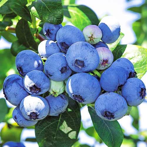 Vaccinium corymbosum  'Goldtraube 71' - Kék áfonya