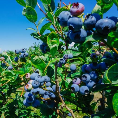 Vaccinium corymbosum  'Northland' - Kék áfonya