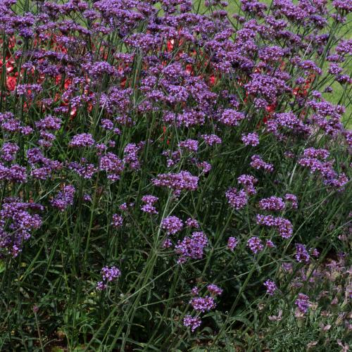 Verbena bonariensis 'Bonnie Blue' - Ernyős verbéna