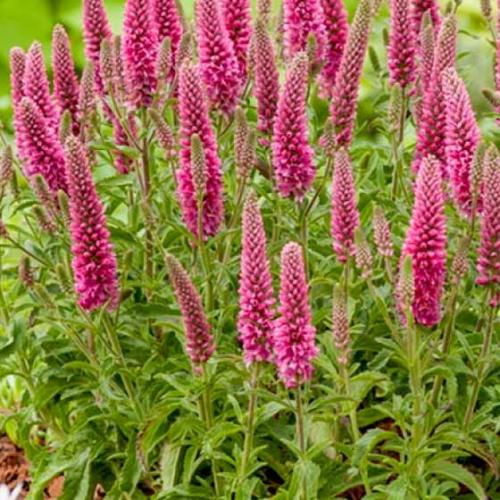 Veronica spicata 'Rosa Zwerg' - Macskafarkú veronika