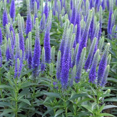 Veronica spicata 'Ulster Dwarf Blue' - Macskafarkú veronika