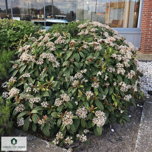 Viburnum davidii - Törpe bangita