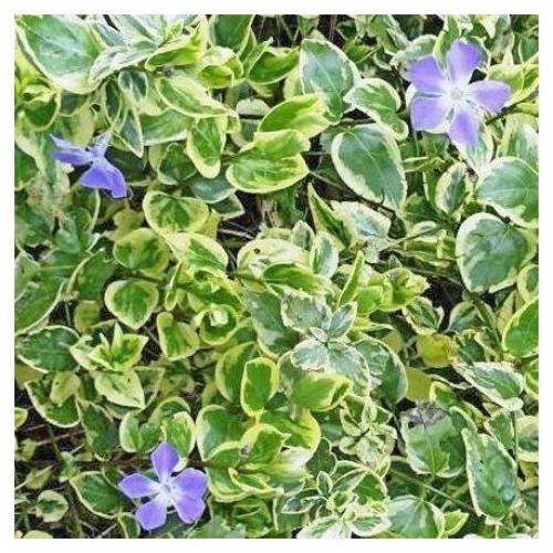 Vinca minor 'Argenteovariegata' - Kis téli zöld meténg