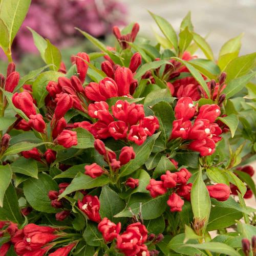 Weigela florida 'All summer Red'  - Törpe rózsalonc